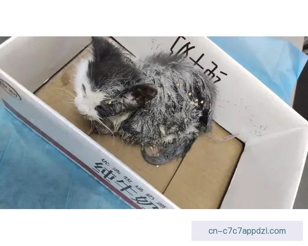 四川官方称入场小猫系流浪未受伤